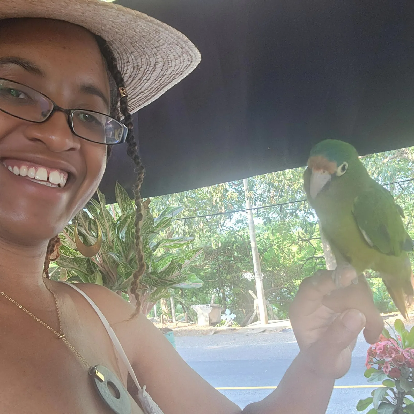 Dove with parrot